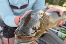 A close up on a bowfin, an ancient native fish found in Lake Champlain.