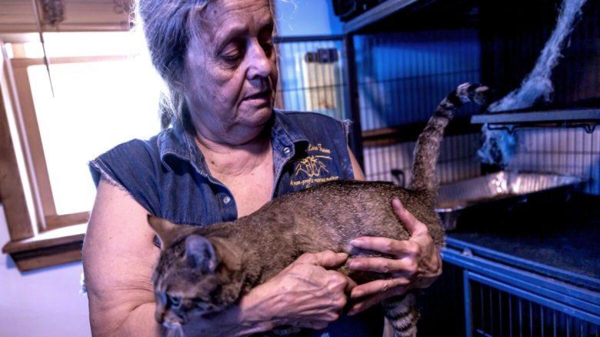 As NH claws back animal foster care, shelters warn of danger to mothers and newborns