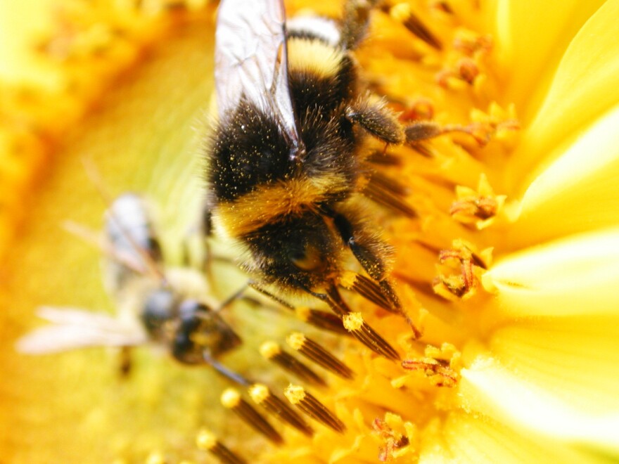 Scientists think that a change in light intensity affected bee flight activity during the eclipse.
