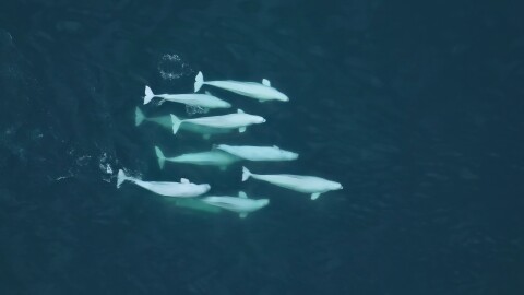 A pod of belugas.