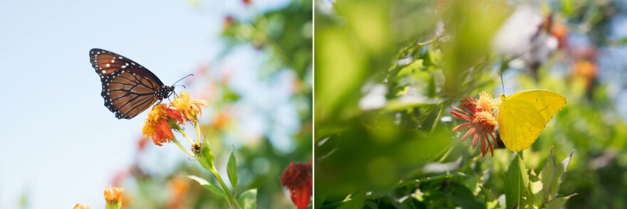 A soldier butterfly (left) and a large orange sulphur are some of the 100 species of butterflies that can be found at the National Butterfly Center.