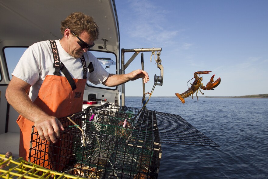 FILE - In this May 21, 2012 file photo, Scott Beede returns an undersized lobster while checking traps in Mount Desert, Maine. Ocean temperatures are warmer-than-usual again in the Gulf of Maine, creating worries among lobstermen that there could be a repeat of last summer's early harvest that created a glut on the market and havoc within the industry.