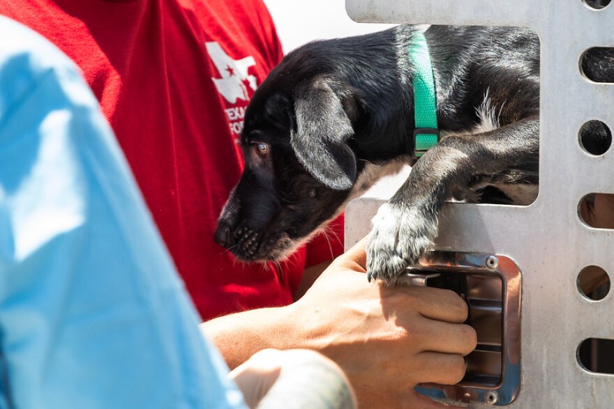 A dog brought into ACS from the Willaimson Country Regional Shelter.