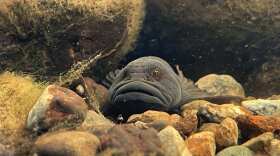 A sculpin overs above rocks in the water.
