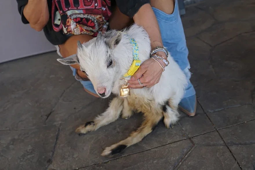 Wheelie Nelson was born about three months ago, but a difficult birth may have caused his mobility issues.