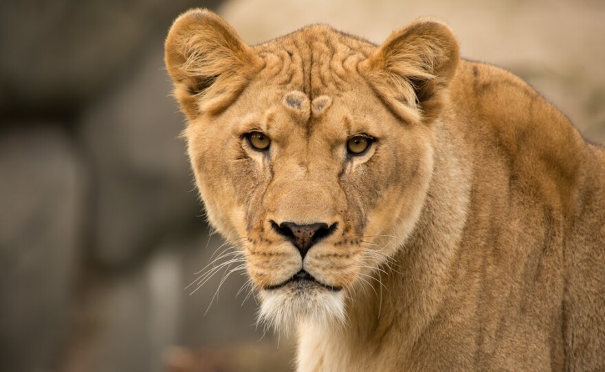 The Oregon Zoo today bid farewell to Kya, the oldest of its African lion pride. Conservationists say the beloved lion’s legacy is hope for a species considered vulnerable in the wild.