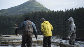 KRAA technicians examine sockeye salmon for spawning readiness at Afognak Lake on Aug. 18. The organization will potentially sign a moratorium to limit their egg takes of pink and chum salmon starting this fall.