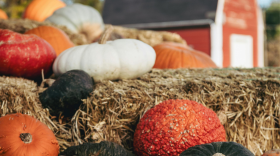 orange, white and black pumpkins and gourds on hay bales in front of a farmhouse