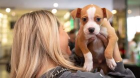 Dogs are seen at 'Sofitel Los Angeles and Wagmore Pet Dog Rescue host 'Happy Pawlidays' at Sofitel Hotel Los Angeles in Beverly Hills in Los Angeles, California.
