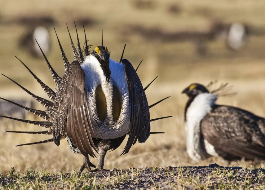 A sage grouse walking outside.