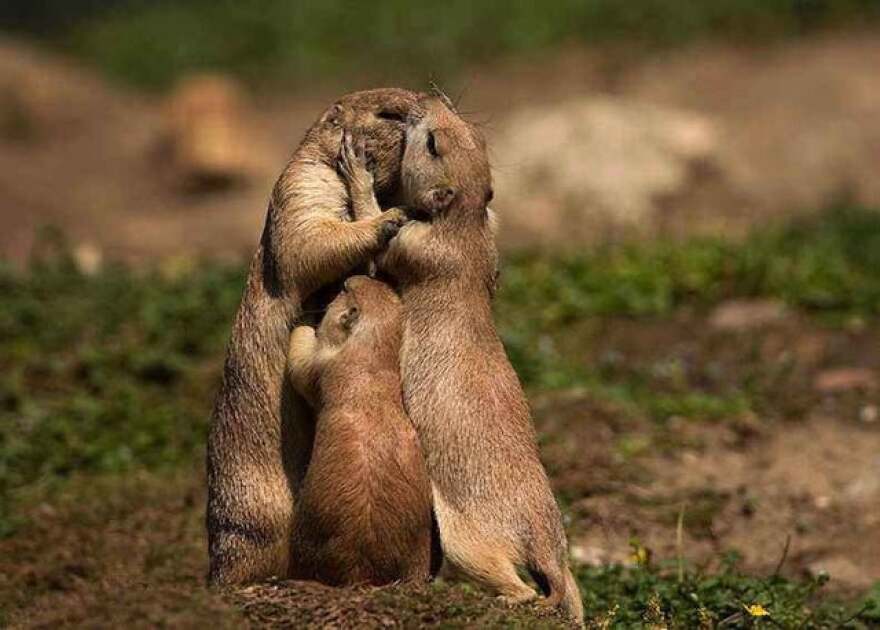 do prairie dogs get along with other pets