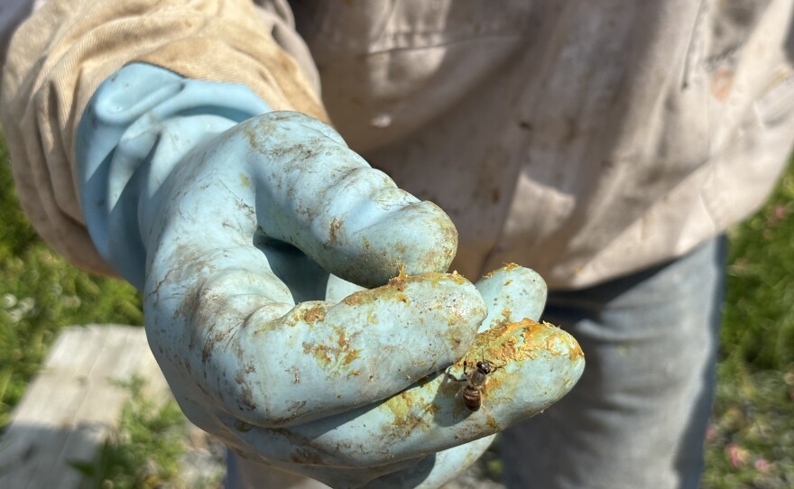 Sonny Kierzkowski holds up a drone bee for the camera at Keystone College on July 23. Drone bees are male and have large eyes near the top of their heads. Worker bees are female and have smaller eyes on the sides of their heads. Only female bees have stingers.