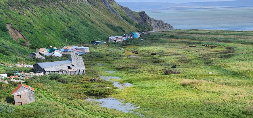 A group of muskoxen are seen at Umkumiut on Nelson Island, where none of the structures destroyed in ex-Typhoon Halong have been rebuilt, in August 2026.