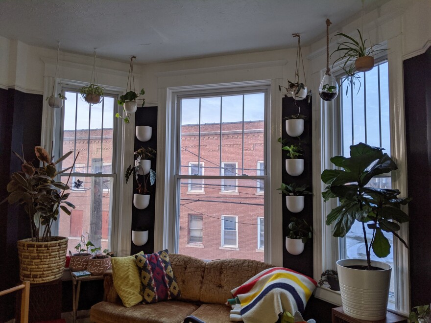 Plants are taking over Bloomington-Normal homes, as more people discover their green thumbs. Tahnee Lathrop, owner of Retrofit Culture and founder of the B-N Plant Parents Facebook group, says her collection is nearing 60 plants.