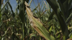 A corn plant shows signs of drought stress Monday, Aug. 18, 2025, in Paw Paw, Mich.