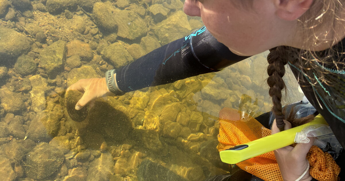 Mussels are making a comeback in Southwestern Pennsylvania waters | 90. ...
