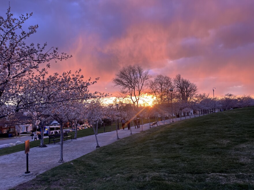 Cherry blossoms at the Utah State Capitol Building, March 2025.
