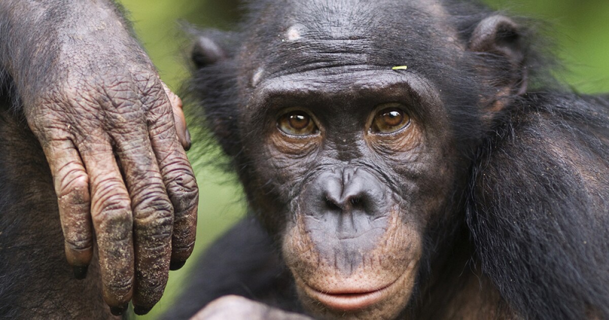ASU and UA researchers coauthor article about a chimpanzee civil war in Uganda