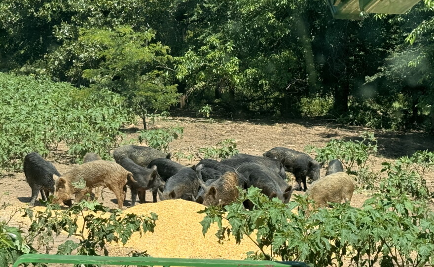 Choctaw hogs