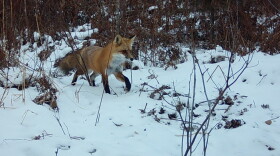 A red fox in its winter coat walks from a forest edge into an open area covered in snow.