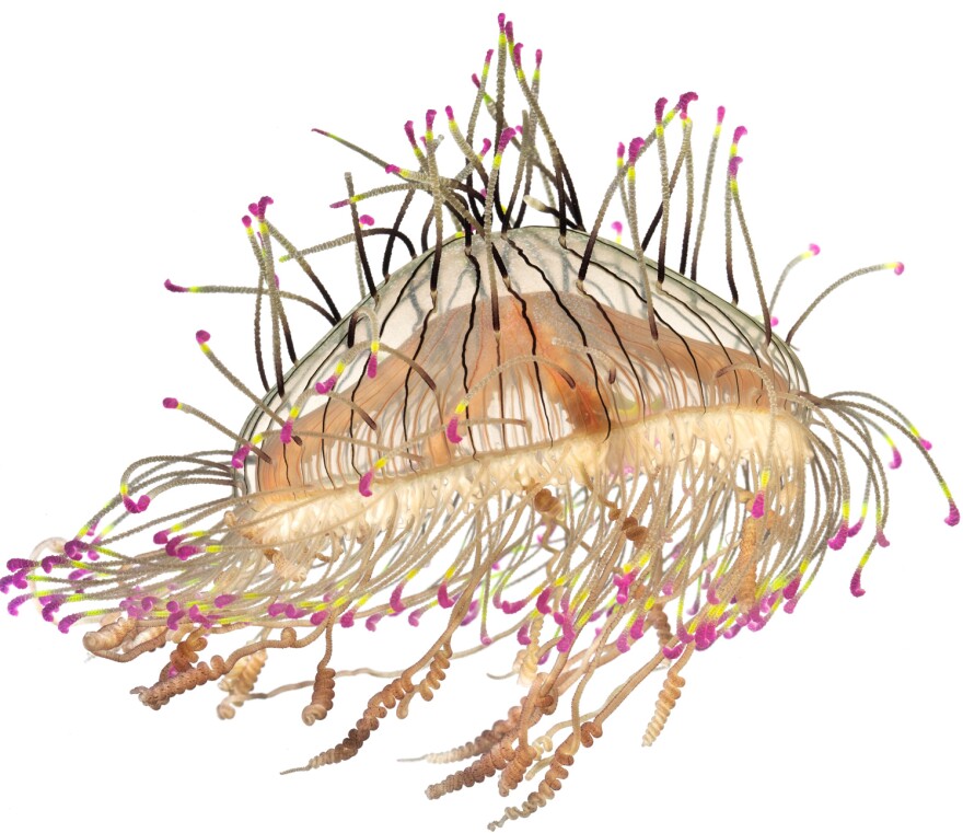 Flower Hat Jelly, <em>Olindias formosa</em>; specimen No. 246; bell is 2.5 inches across; Kamo Aquarium, Tsuruoka, Yamagata, Japan.