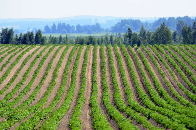 A potato field.