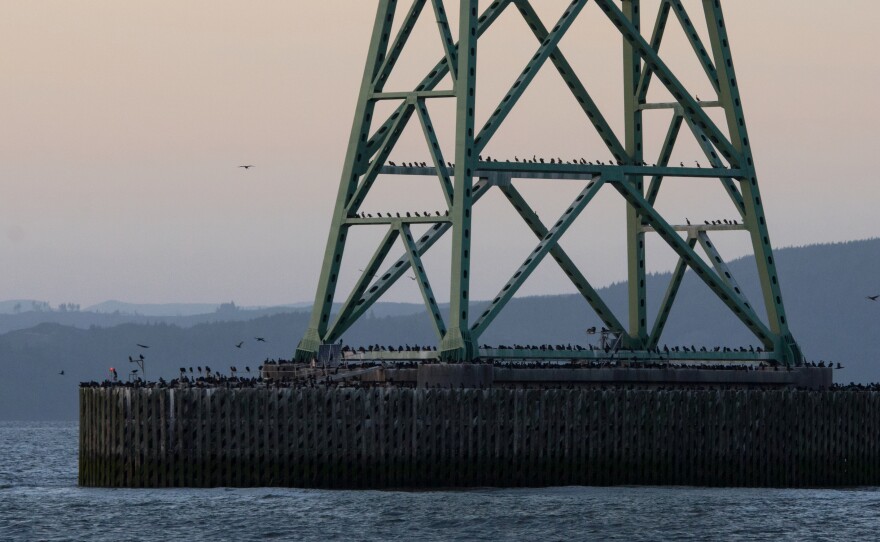 061219TB_Cormorant2.jpg