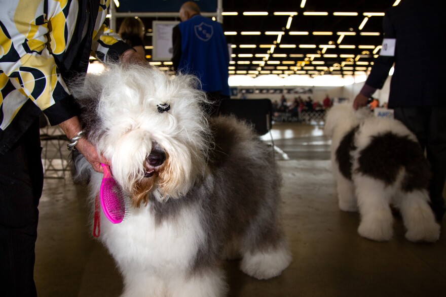 A handler brushes out their Old English Sheepdog before competition at the Lone Star State Classic Dog Show in Dallas, Texas. During dog shows, it's common to see handlers tucking away combs in their hair and brushes in their waistbands.