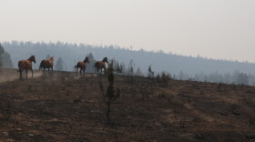 Horses running through charred landscape. 