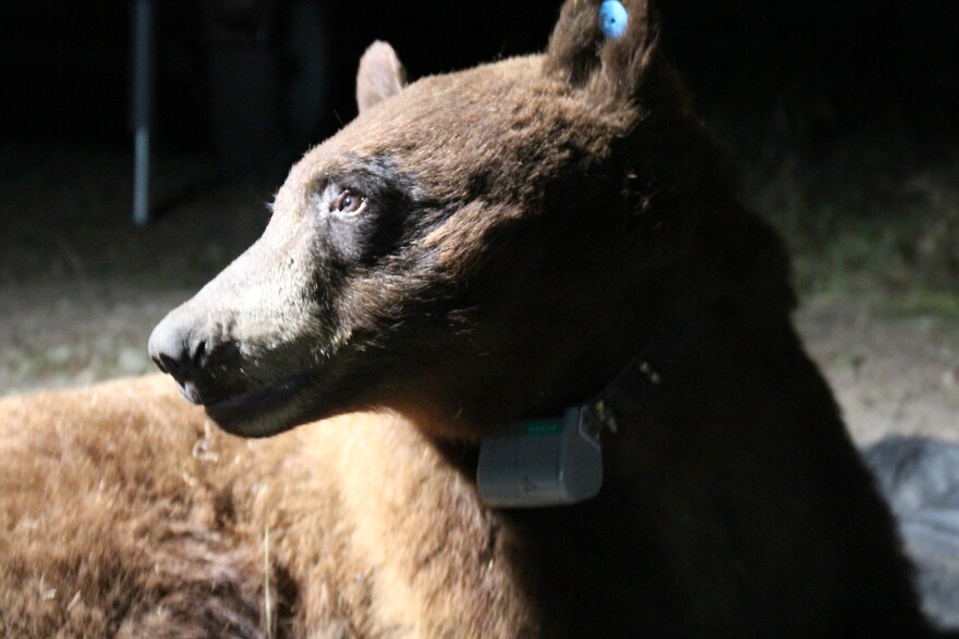 A bear living in the Santa Monica Mountains which was being electronically tracked by researchers was struck and killed while crossing Highway 101 in the Conejo Valley.