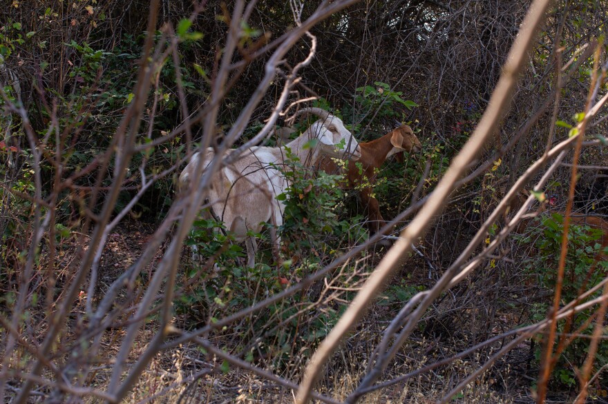 Goats eat their way through thick bushes on a hill in Spokane, Washington, on July 27. The landowners hired the goats’ owner, Craig Madsen, to bring them to work on the hill because it is too steep for the heavy equipment they use to manage brush on other parts of their property.