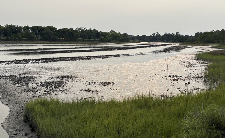 A sanctuary oyster reef constructed by Lynnhaven River Now in Pleasure House Creek in Virginia Beach on July 15, 2026.