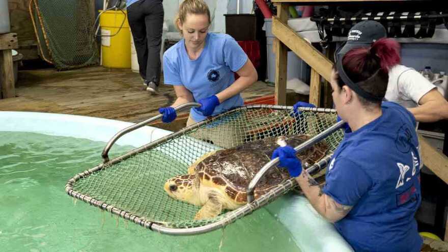 An army of volunteers assist staff at the Darden Marine Animal Conservation Center in Virginia Beach.