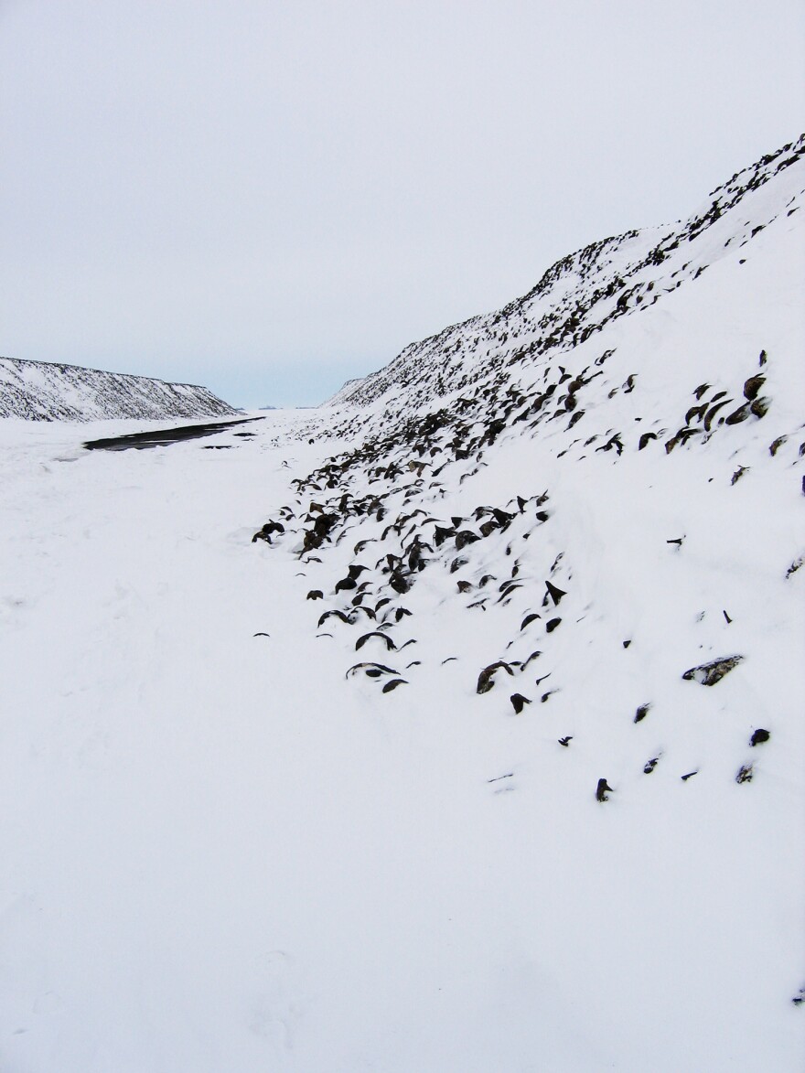 In the Red River Valley of Minnesota and North Dakota, sugar beets await processing in frozen piles during the winter.