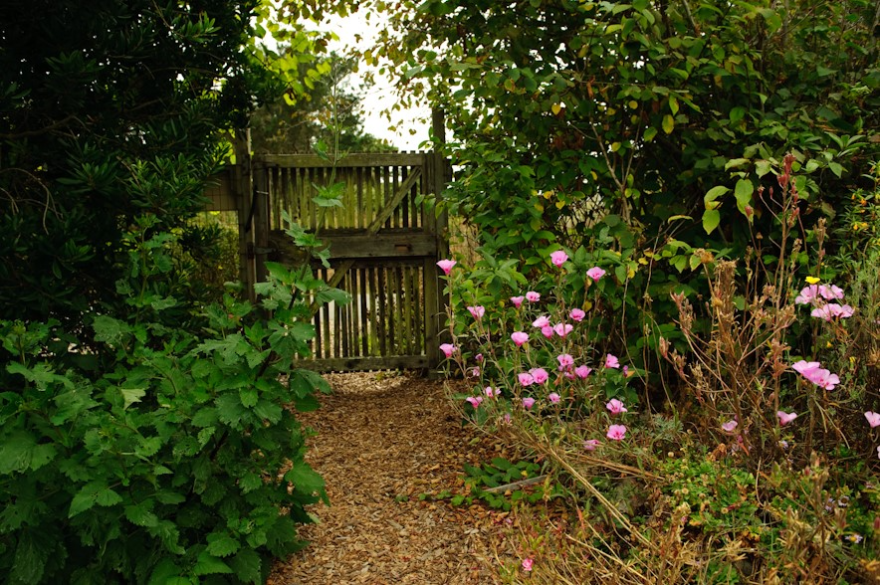 Images courtesy of Larner Seeds.