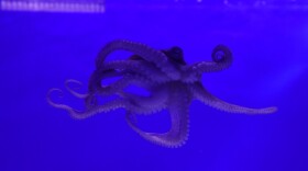 An octopus exhibit in the newly renovated aquarium at the Berkshire Museum in Pittsfield, Ma.