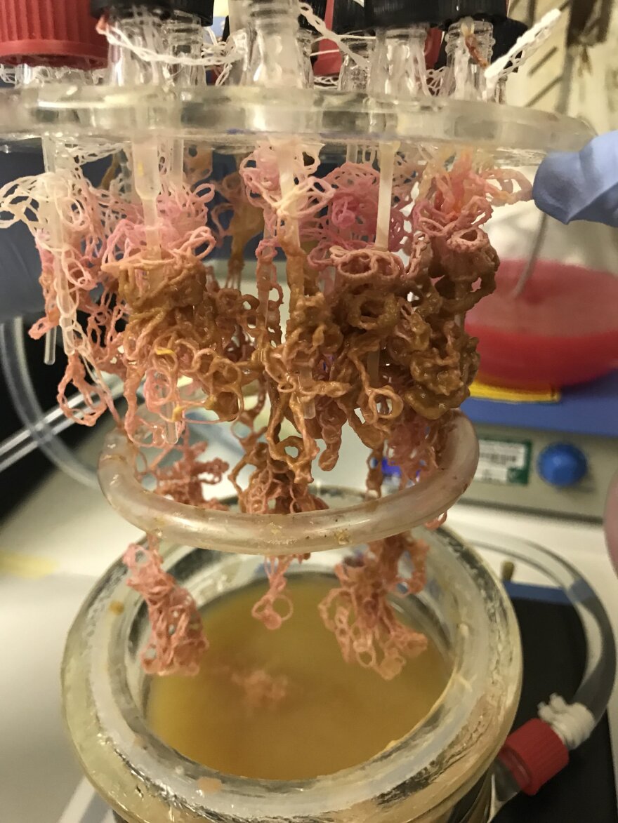 Dangling pink tentacles of linen and bacteria in a lab setting