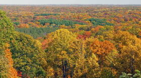 DNR officials say the fire, set withing Brown County State Park's 10 O'clock Line Nature Preserve, will open up the forest floor to spur the growth of oak trees.