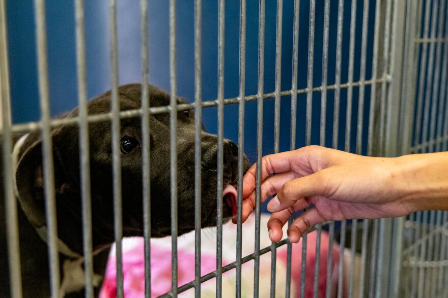 Hand reaching through fence to dog