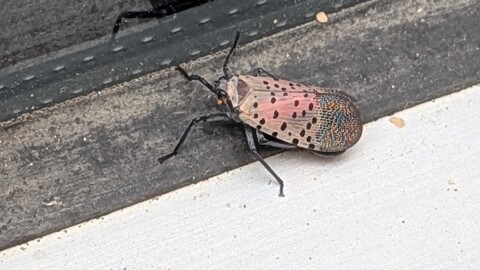 An adult spotted lanternfly