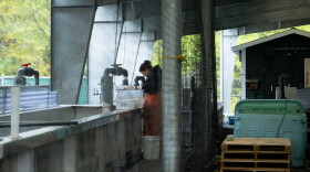 KRAA technician Morgan Belflower clips the adipose fins off of hatchery king salmon on Sept. 15. This process helps them distinguish the hatchery fish from wild fish when they return to freshwater.