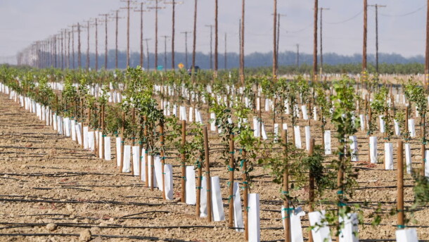 Rows of young pistachio trees are planted at the Wonderful Pistachios & Almonds in Lost Hills, Calif., on Friday, Oct. 25, 2024.