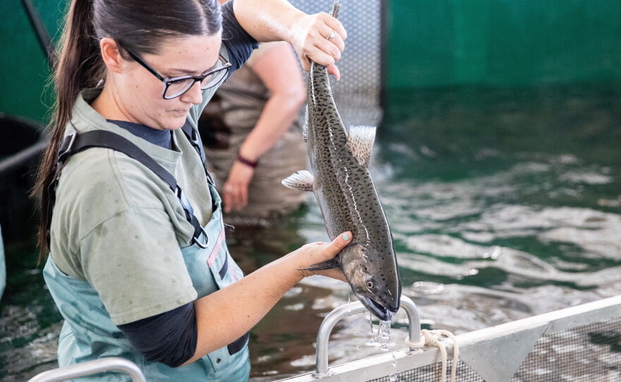 Scientific aide Jessi Fleming, 35, of Sanger, works to identify broodstock salmon that will be utilized in the spawning process at the Salmon Conservation and Research Facility in Friant, Calif., on Sept. 23, 2026.