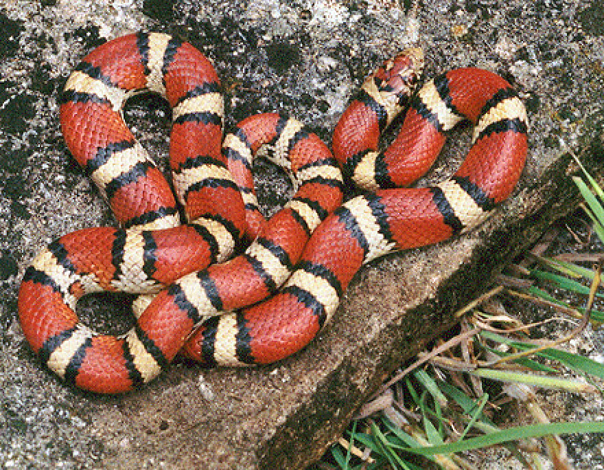 Eastern Milk Snake, or, Red Milk Snake