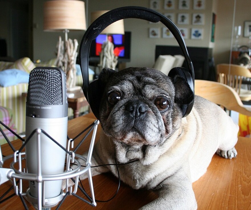dog_headphones_zoomar_flickr.jpg