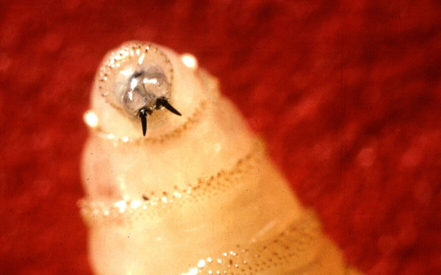 A close up photo of a New World Screwworm larva.