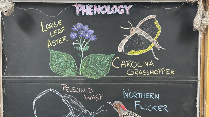 Chalk illustrations show a large-leaf aster, Carolina grasshopper, Northern Flicker, and pelecinid wasp.