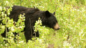 A bear forages near the Donnie Creek wildfire burning north of Fort St. John, British Columbia, Canada, Sunday, July 2, 2023. (AP Photo/Noah Berger)