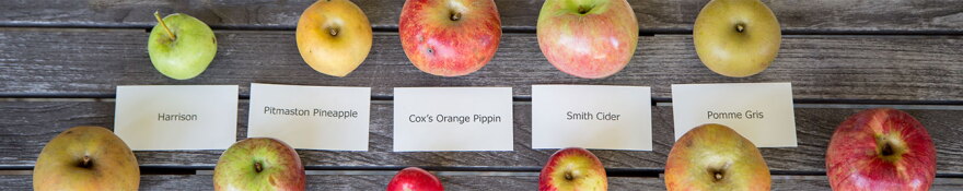 Apples Grown at Foggy Ridge