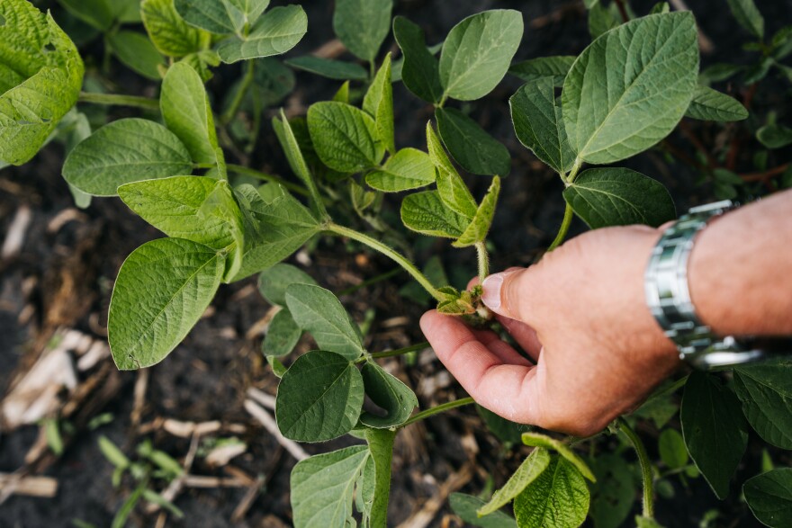 Kevin Johnson, the director of governmental affairs at the Illinois Soybean Association, explains what he looks for in a healthy soybean plant on Thursday, June 18, 2026, in Rankin, Illinois.